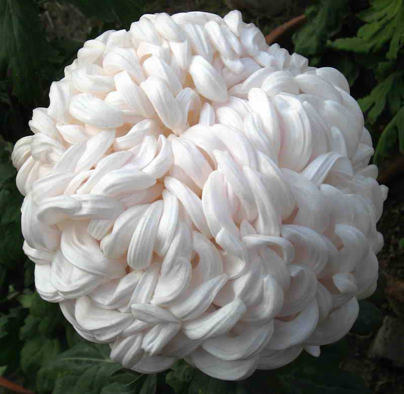 Chrysanthemum-Snowball