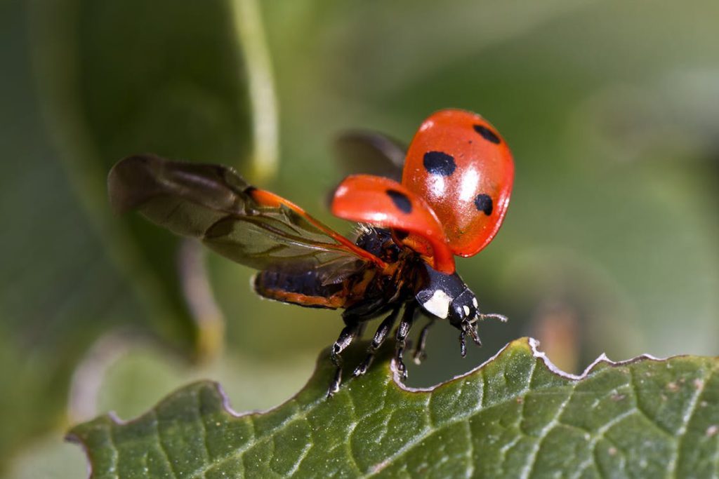 ladybug-flight-beetle-insect